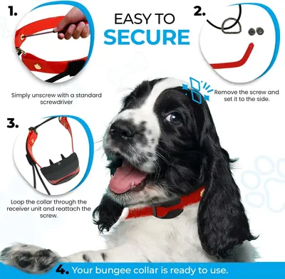 This image provides step-by-step instructions on how to attach and secure the bungee collar receiver unit, reducing setup friction and answering how the product works.