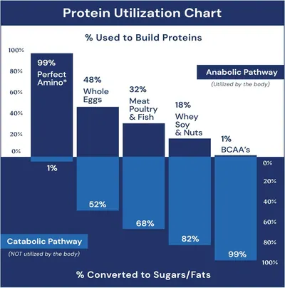 Demonstrates how the product (Perfect Amino) has superior protein utilization at 99% compared to other protein sources like whole eggs, meat, whey, and BCAAs, showing minimal waste conversion to…
