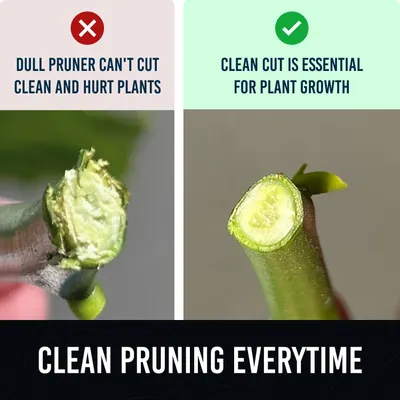 Demonstrates the superiority of the product's sharp blade by comparing a clean cut (right) versus a damaged cut from a dull pruner (left), reassuring shoppers that this tool protects plant health.