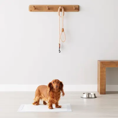 Demonstrates the product in a real-world home setting with a dog to show how it naturally fits into a pet owner's lifestyle and living space.