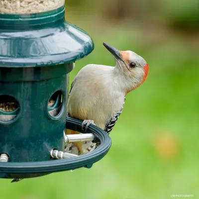 Demonstrates the bird feeder in a real-world outdoor environment with a bird actively using it, showing shoppers the product's effectiveness and appeal to wildlife.
