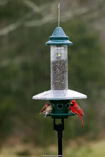 Demonstrates the product in a real-world outdoor environment with birds actively using it, showing the feeder's effectiveness and appeal to wildlife.