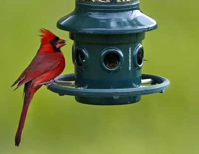 Demonstrates the bird feeder in a real-world outdoor context with a cardinal using it, showing shoppers how the product functions naturally to attract birds.