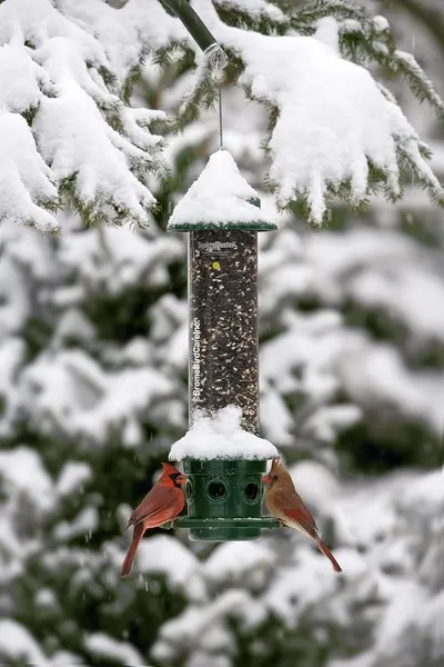 Demonstrates the product in a real-world winter environment with birds actively using it, showing its practical application and appeal during cold weather seasons.
