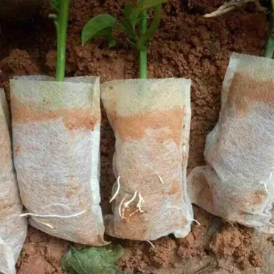 Demonstrates how to properly plant or prepare seedlings using biodegradable planting bags or wraps in soil, showing the setup process for successful plant growth.