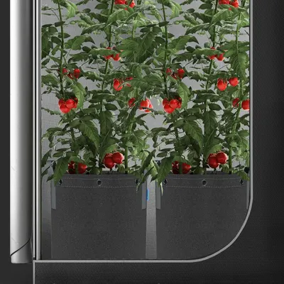 Demonstrates the product in use within a real-world indoor setting, showing tomato plants thriving in the grow bags to help shoppers visualize the product's practical application.
