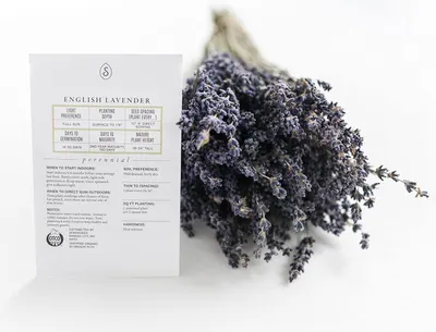 Provides comprehensive growing information for English Lavender seeds, including germination time, planting depth, spacing, maturity timeline, and care instructions to help gardeners successfully…