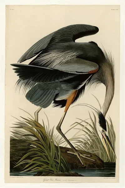 Presents the product (likely a print, poster, or decorative art piece) in its intended aesthetic context, showcasing the artistic quality and natural beauty of the heron illustration to appeal to…