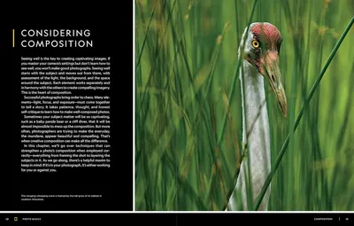 This appears to be a page from a photography book or educational material about composition techniques, showing an example of well-composed nature photography with a crane in its natural habitat.