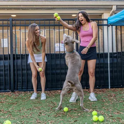 Demonstrates the product in a real-world recreational setting with a dog, showing how the tennis balls facilitate fun and active play between pets and owners.
