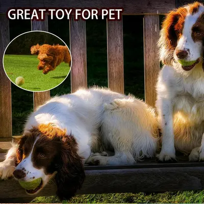Demonstrates that the product is an engaging and enjoyable toy for pets, showing dogs actively playing with it to reassure pet owners of its entertainment value.