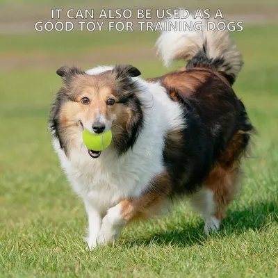 Demonstrates an additional use case for the product, showing it can be used as a training toy for dogs to reassure pet owners of its versatility.