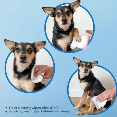 Demonstrates the versatility of the wipes by showing multiple ways to use them on a dog—cleaning paws, coat, and other areas—to reassure pet owners that the product works for various grooming needs.…