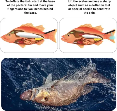 Educates anglers on the proper technique for deflating a fish to ensure safe catch-and-release practices, showing sequential steps with instructional diagrams and a real-world application photo.