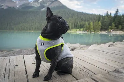 Shows the product in use on a dog in a real outdoor lakeside environment, helping shoppers visualize the product in natural adventure settings.