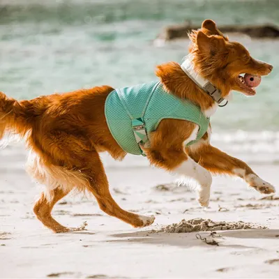 Showcases the product in a real-world beach setting with the dog running freely, demonstrating the harness in active use without any text or callouts.