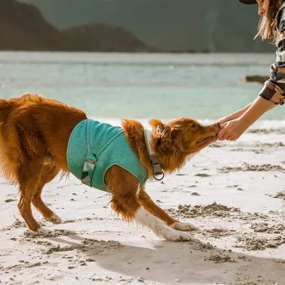 Shows the product in use during a beach outing with owner-dog bonding, providing a lifestyle context without any text or feature callouts.