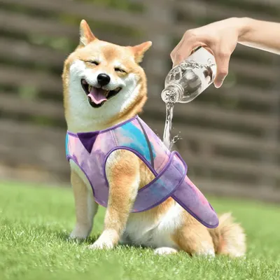 Shows the product in use outdoors with a dog being hydrated, demonstrating real-world application.