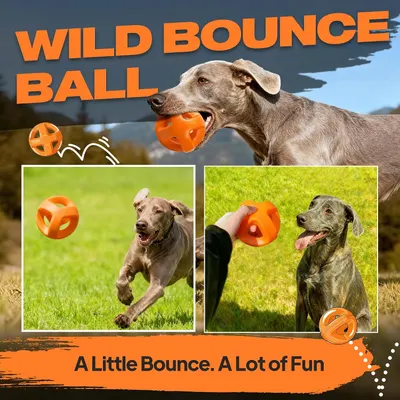 Highlights the ball's unpredictable bounce feature to communicate fun and engaging play for dogs.