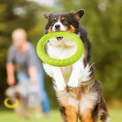 Depicts the product in an outdoor lifestyle setting with a dog actively playing fetch, showing real-world usage and engagement.
