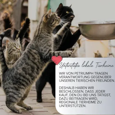Secondary Images for Petriumph® Katzenspielzeug Angel