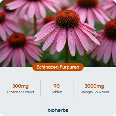 Secondary Images for BioHerbs Echinacea Tablets High Strength